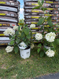 Hortensja drzewiasta ‘Strong Annabelle’ – Hydrangea arborescens