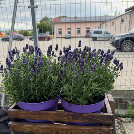 Lawenda wąskolistna ‘Angustifolia’ duża, gęsta sadzonka