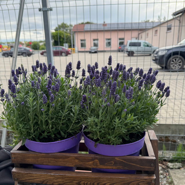 Lawenda wąskolistna ‘Angustifolia’ duża, gęsta sadzonka
