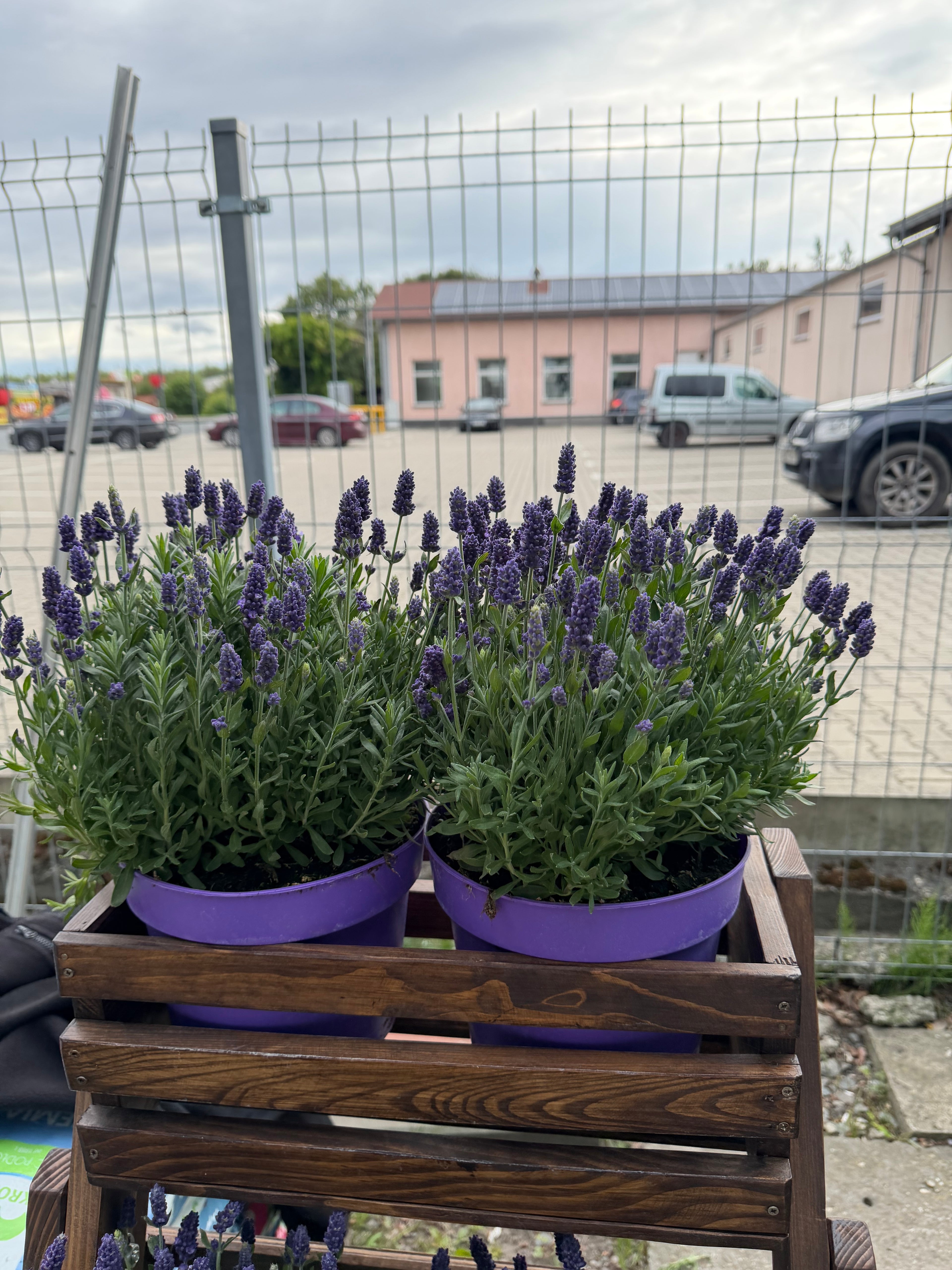 Lawenda wąskolistna ‘Angustifolia’ duża, gęsta sadzonka