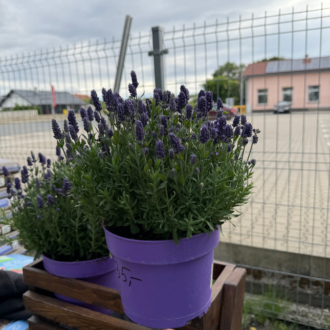 Lawenda wąskolistna ‘Angustifolia’ duża, gęsta sadzonka