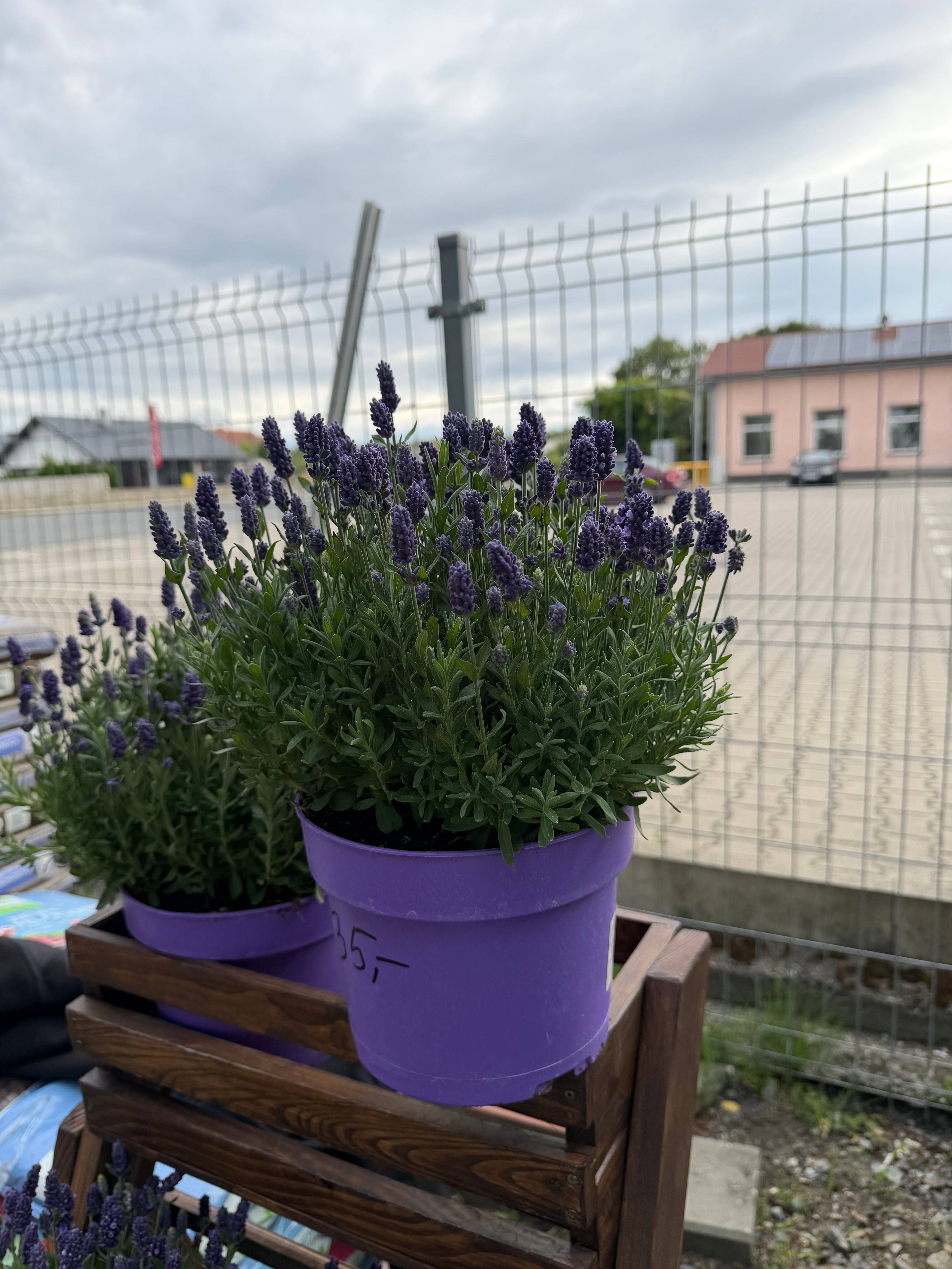 Lawenda wąskolistna ‘Angustifolia’ duża, gęsta sadzonka