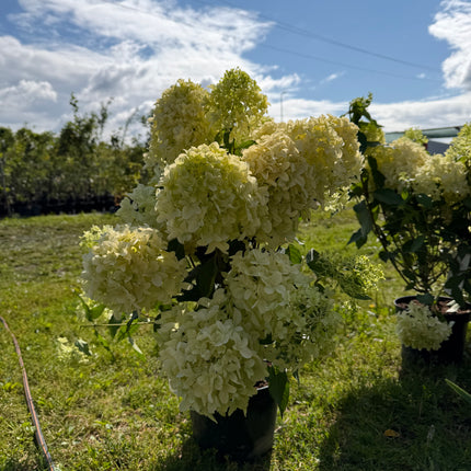 Hortensja bukietowa ‘Skyfall’  ogromne kwiatostany