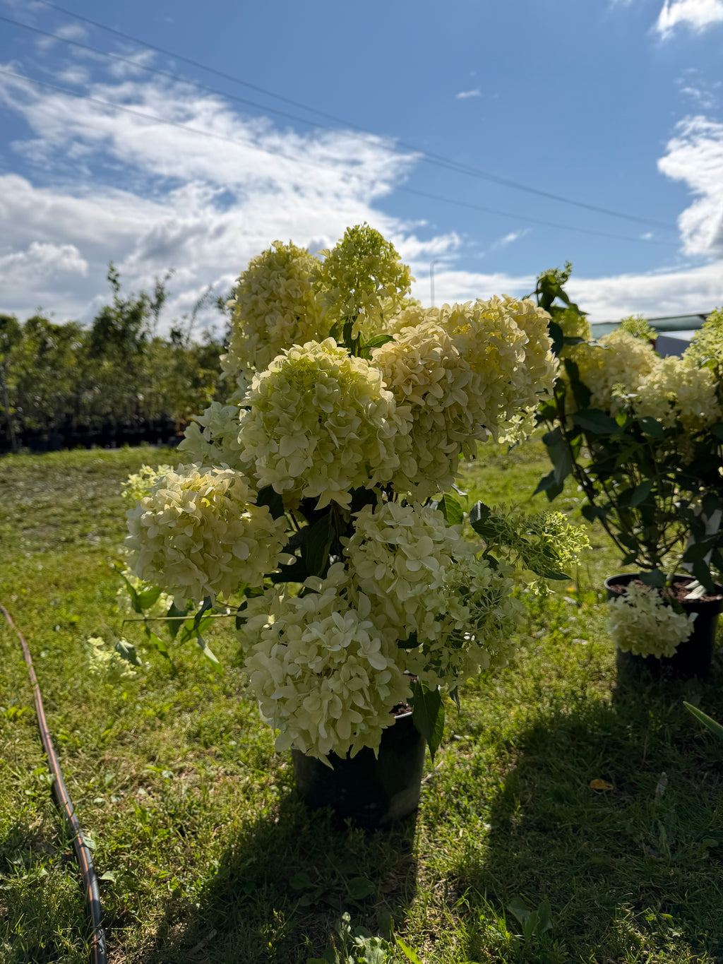 Hortensja bukietowa ‘Skyfall’  ogromne kwiatostany