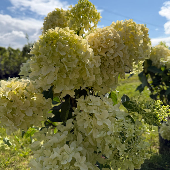 Hortensja bukietowa ‘Skyfall’  ogromne kwiatostany