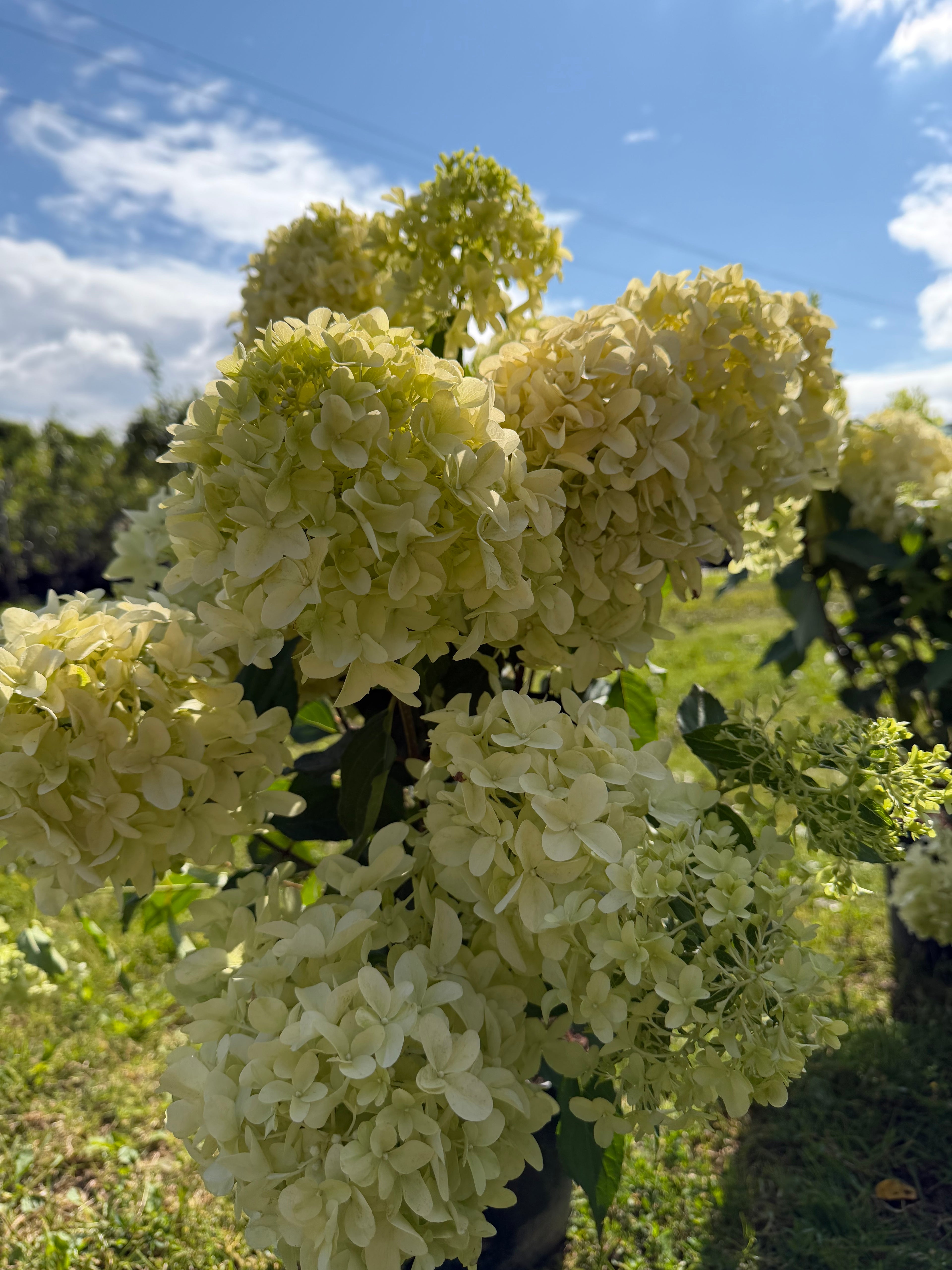 Hortensja bukietowa ‘Skyfall’  ogromne kwiatostany