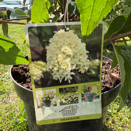 Hortensja bukietowa ‘Skyfall’  ogromne kwiatostany