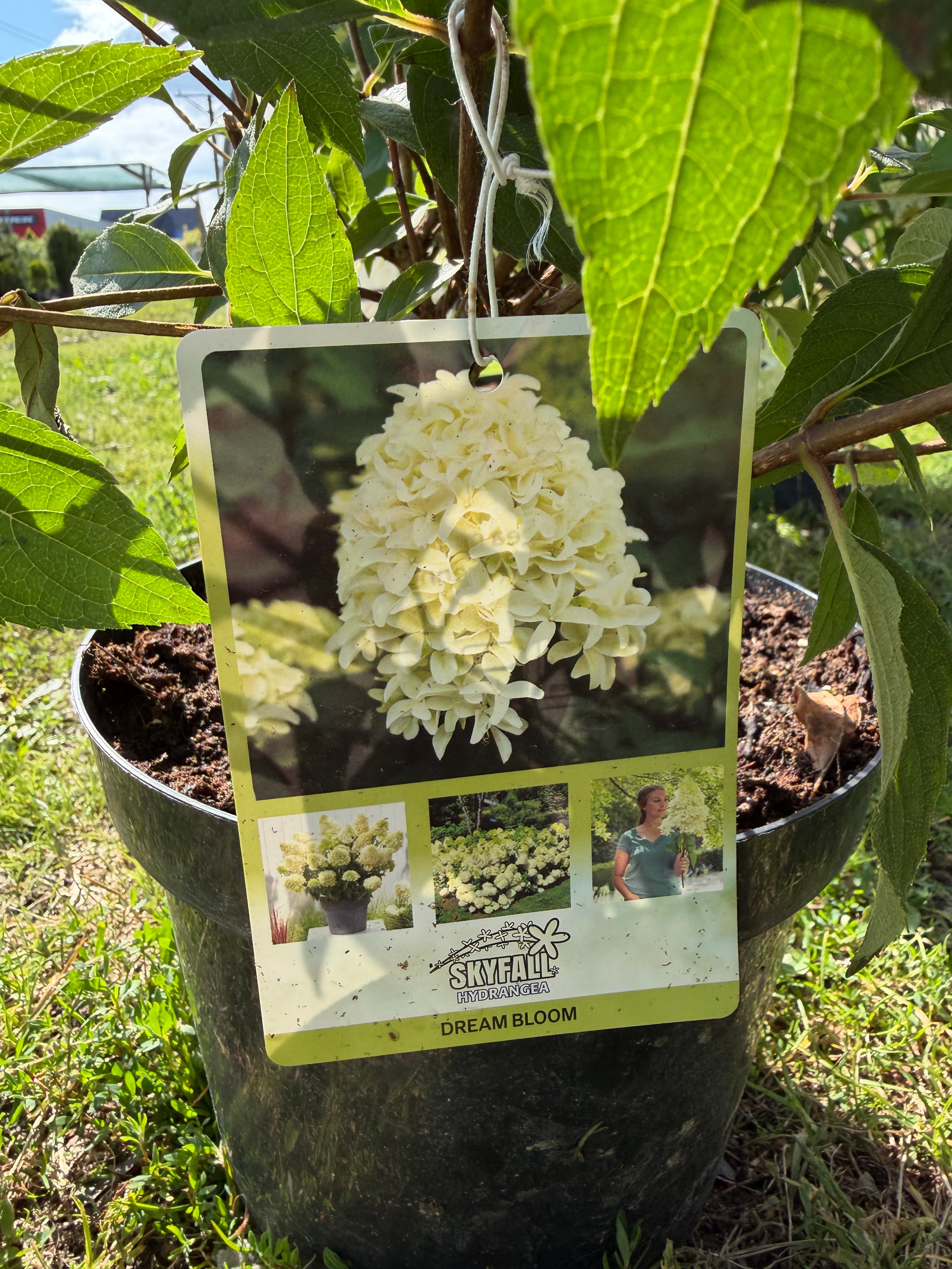 Hortensja bukietowa ‘Skyfall’  ogromne kwiatostany