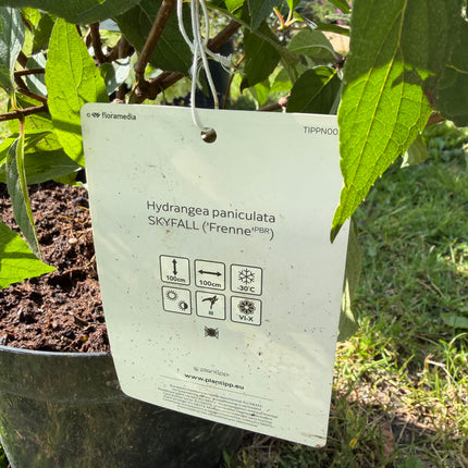 Hortensja bukietowa ‘Skyfall’  ogromne kwiatostany