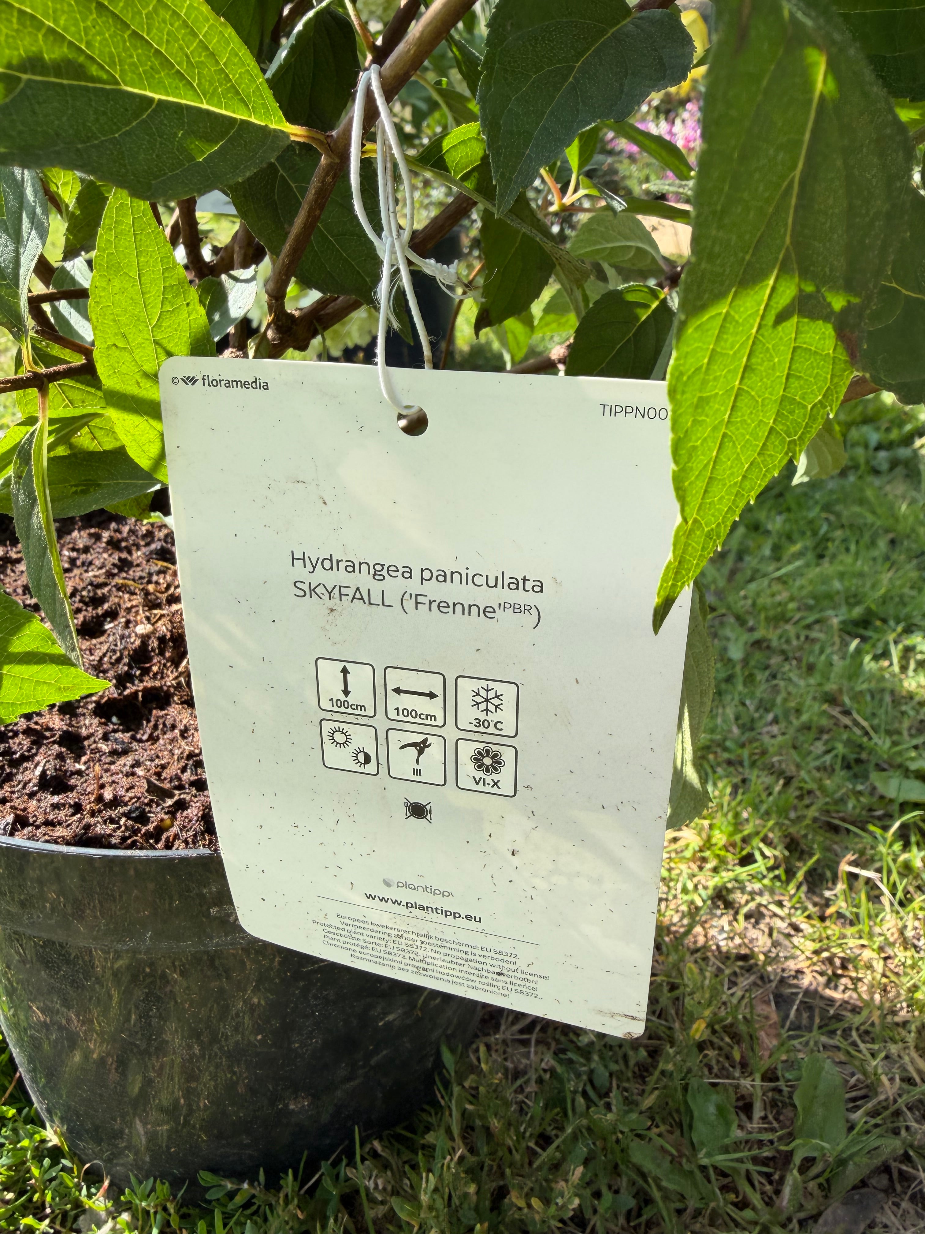 Hortensja bukietowa ‘Skyfall’  ogromne kwiatostany