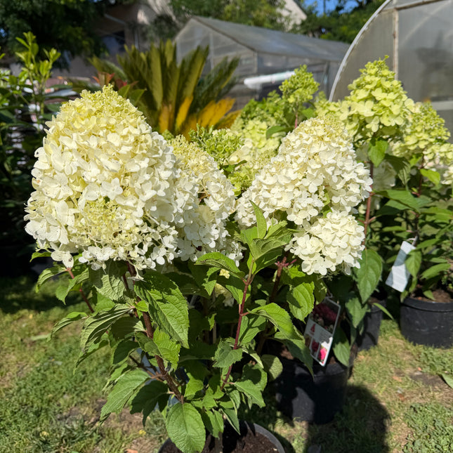 Hortensja bukietowa Living 'Sugar Rush'® (Hydrangea paniculata)