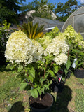 Hortensja bukietowa Living 'Sugar Rush'® (Hydrangea paniculata)