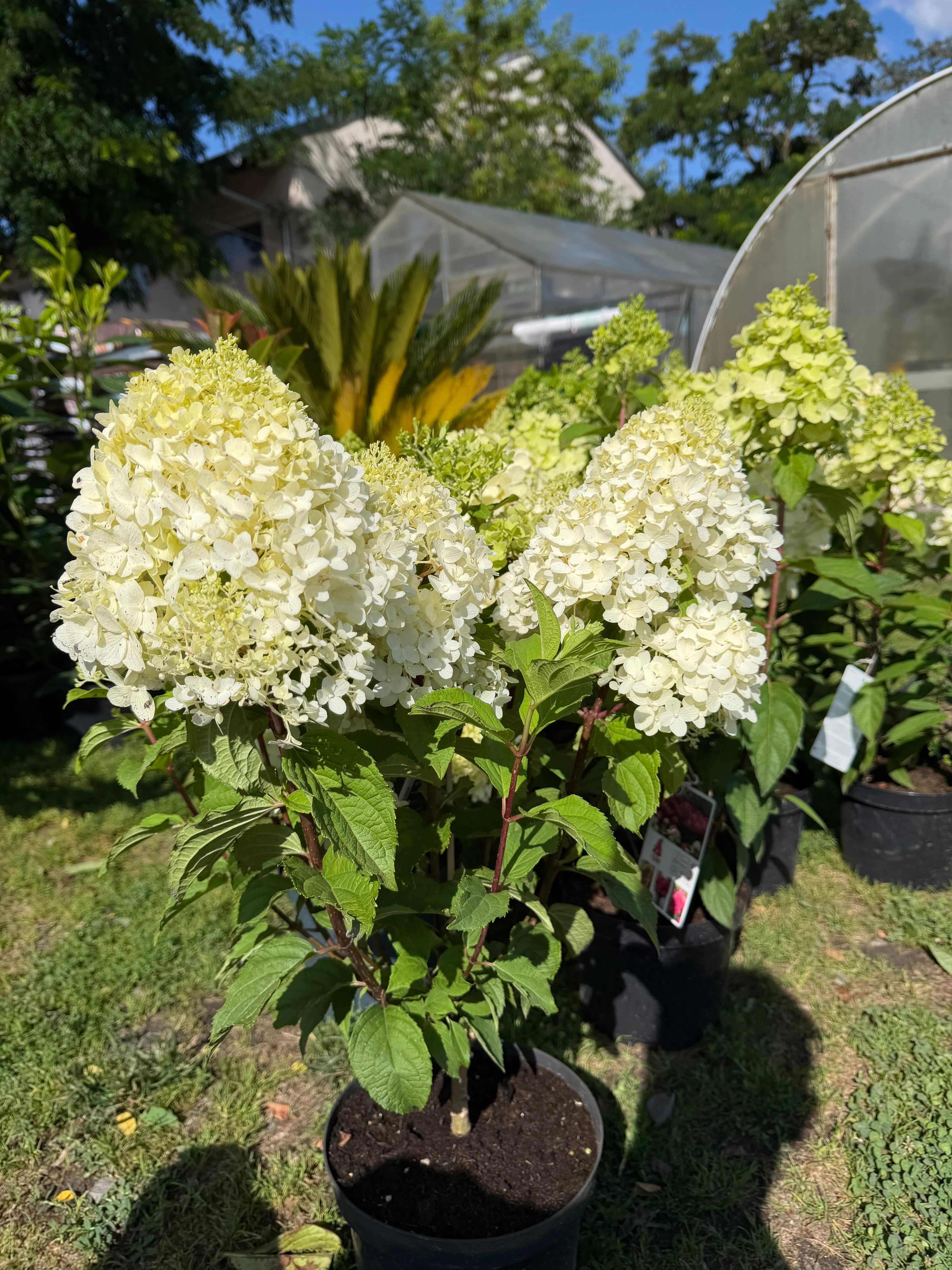 Hortensja bukietowa Living 'Sugar Rush'® (Hydrangea paniculata)