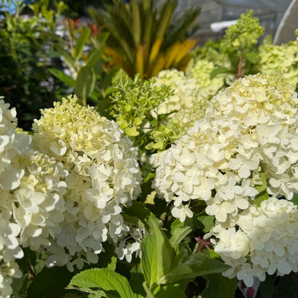 Hortensja bukietowa Living 'Sugar Rush'® (Hydrangea paniculata)