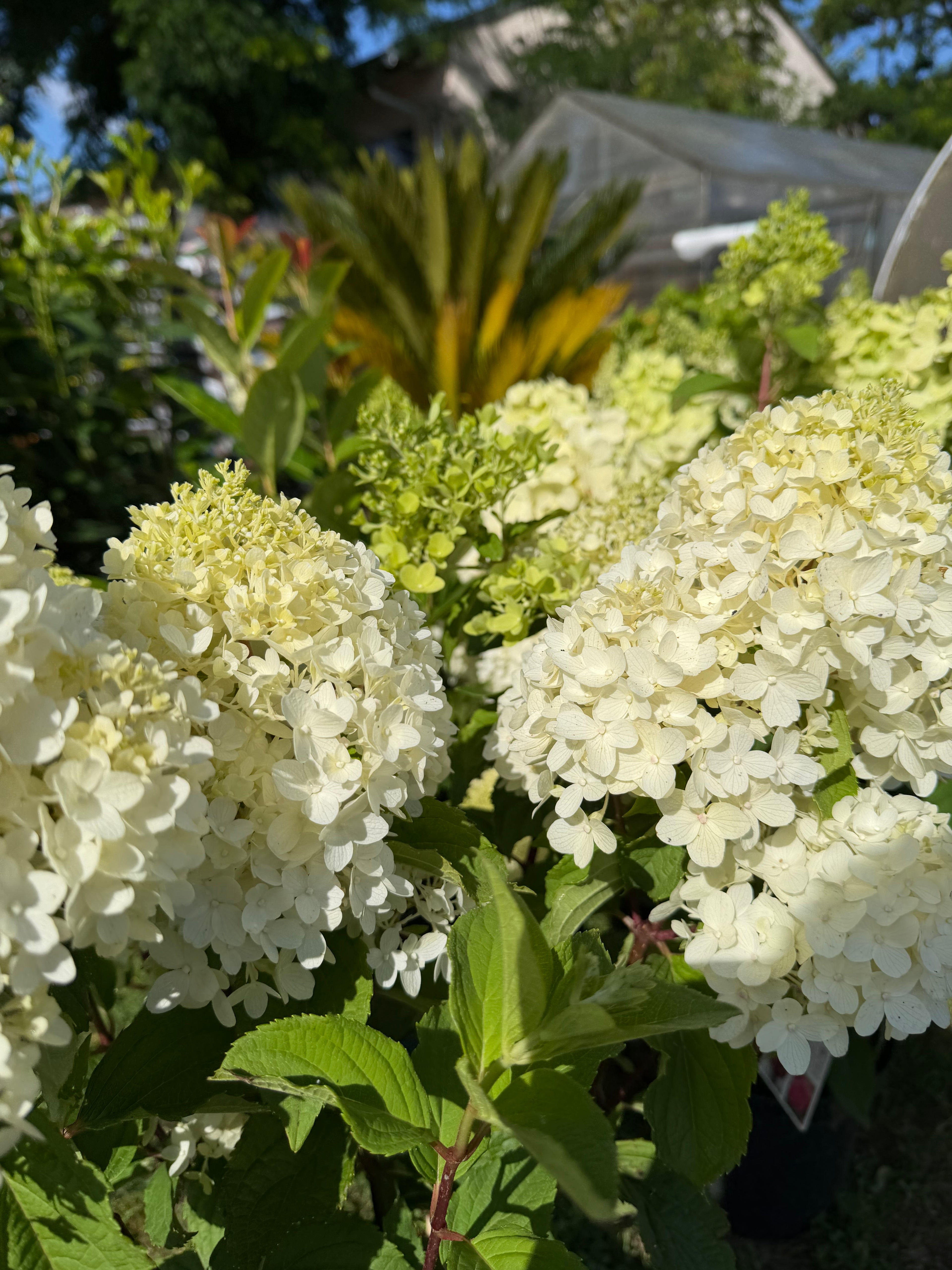 Hortensja bukietowa Living 'Sugar Rush'® (Hydrangea paniculata)