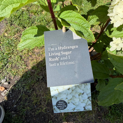 Hortensja bukietowa Living 'Sugar Rush'® (Hydrangea paniculata)
