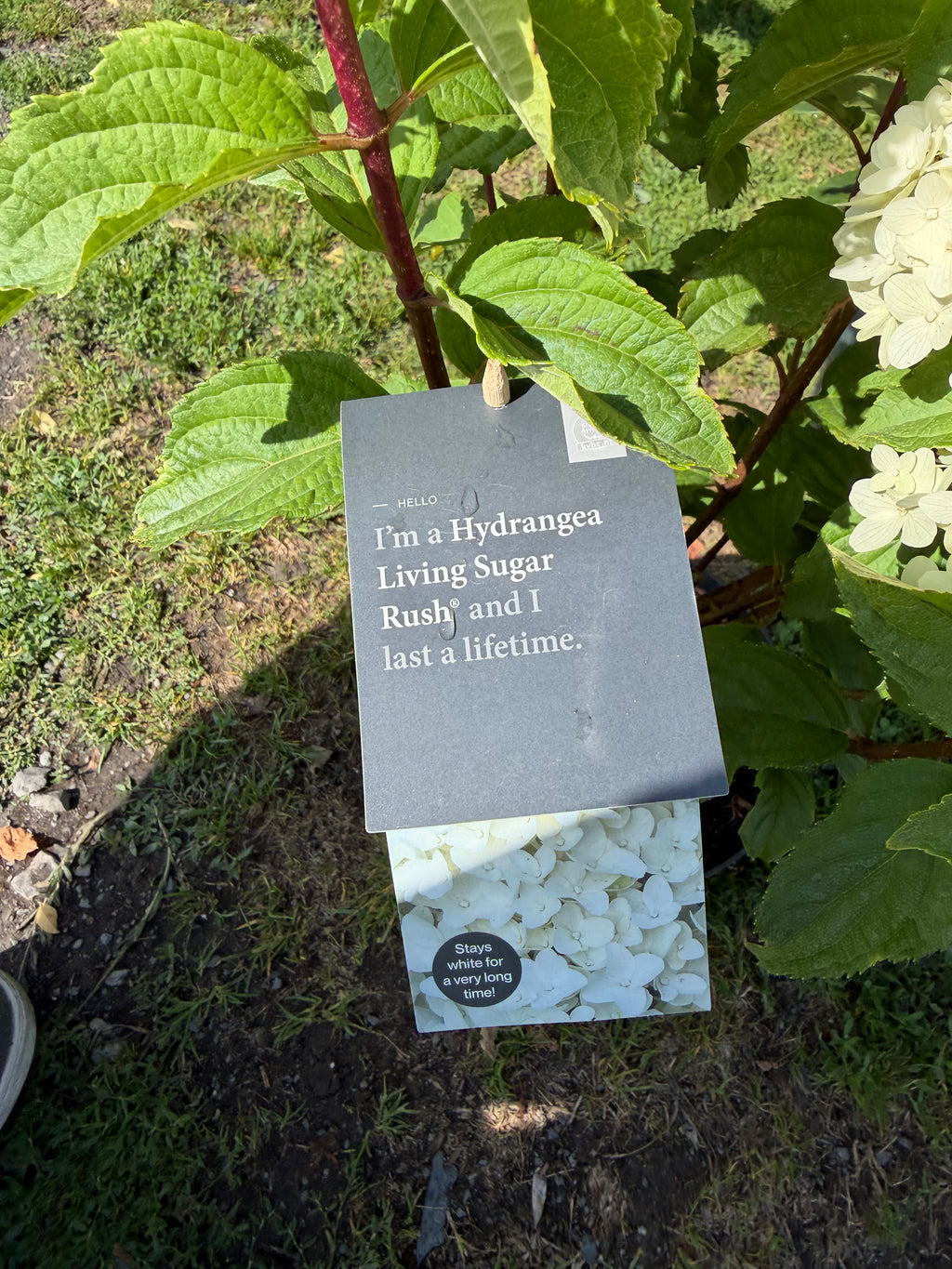 Hortensja bukietowa Living 'Sugar Rush'® (Hydrangea paniculata)