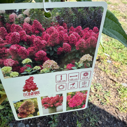 Hortensja bukietowa 'Bonfire' (Hydrangea paniculata)