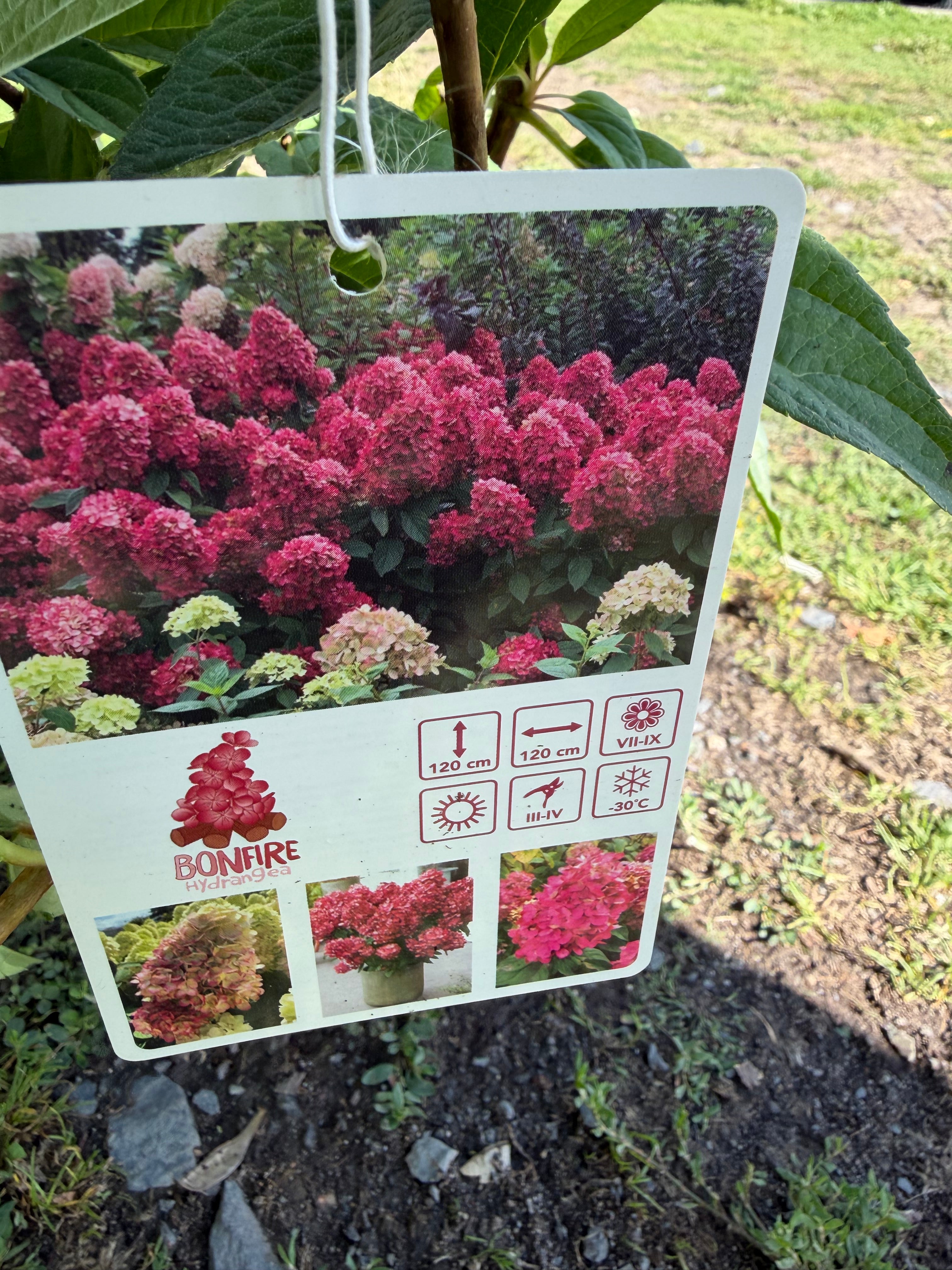 Hortensja bukietowa 'Bonfire' (Hydrangea paniculata)
