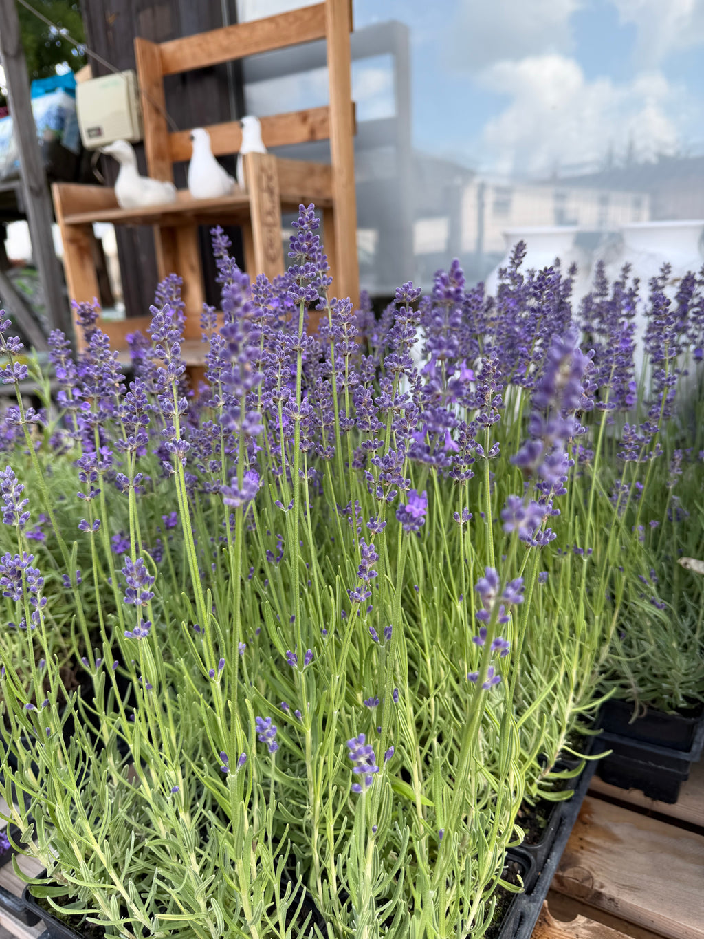 Lawenda wąskolistna ‘Angustifolia’