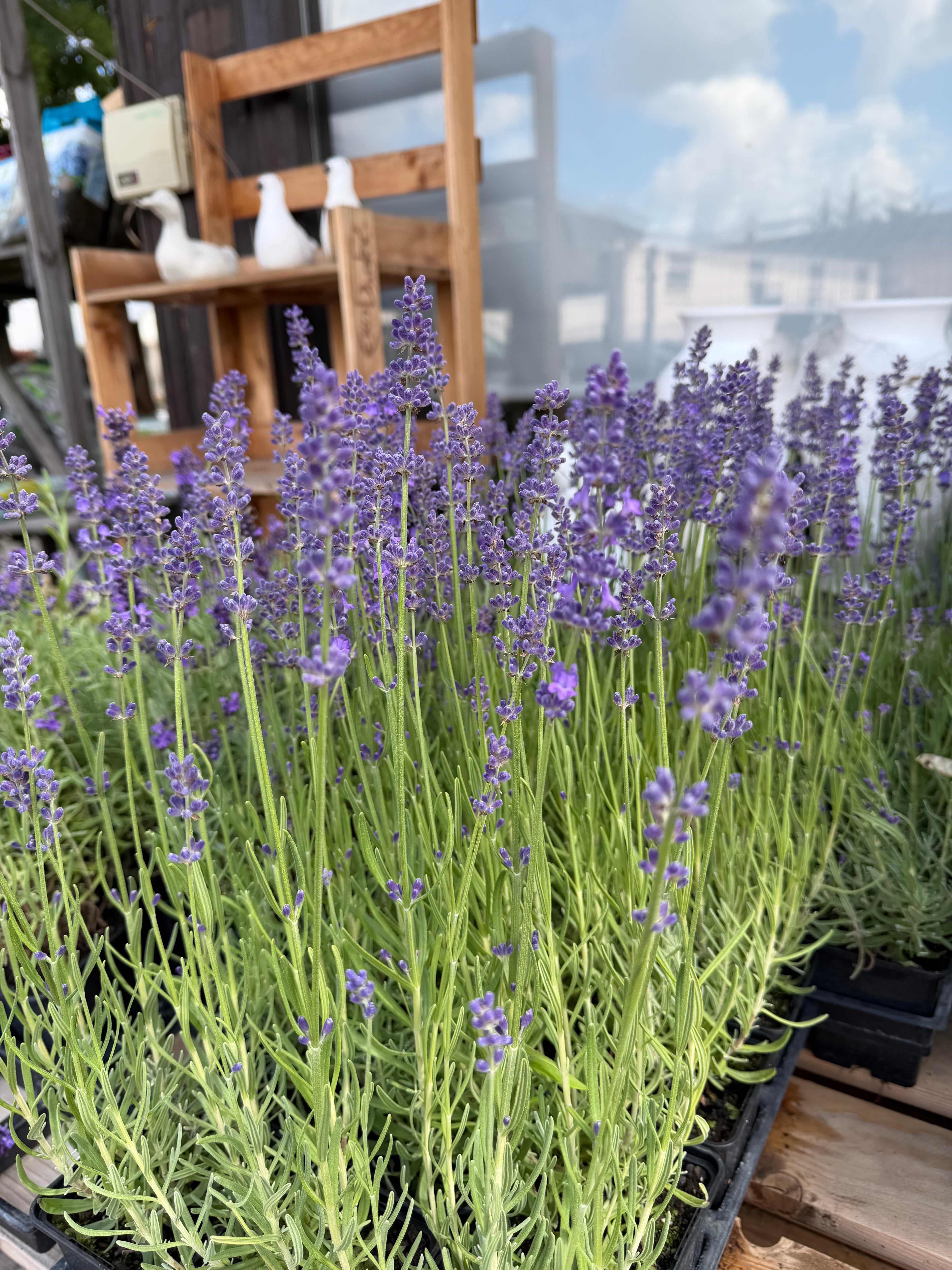 Lawenda wąskolistna ‘Angustifolia’