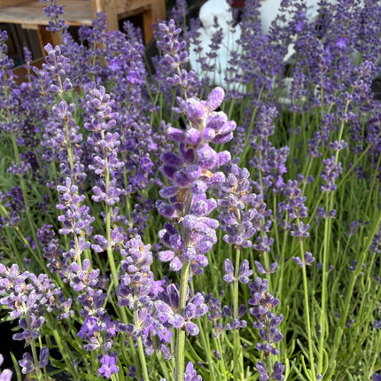 Lawenda wąskolistna ‘Angustifolia’
