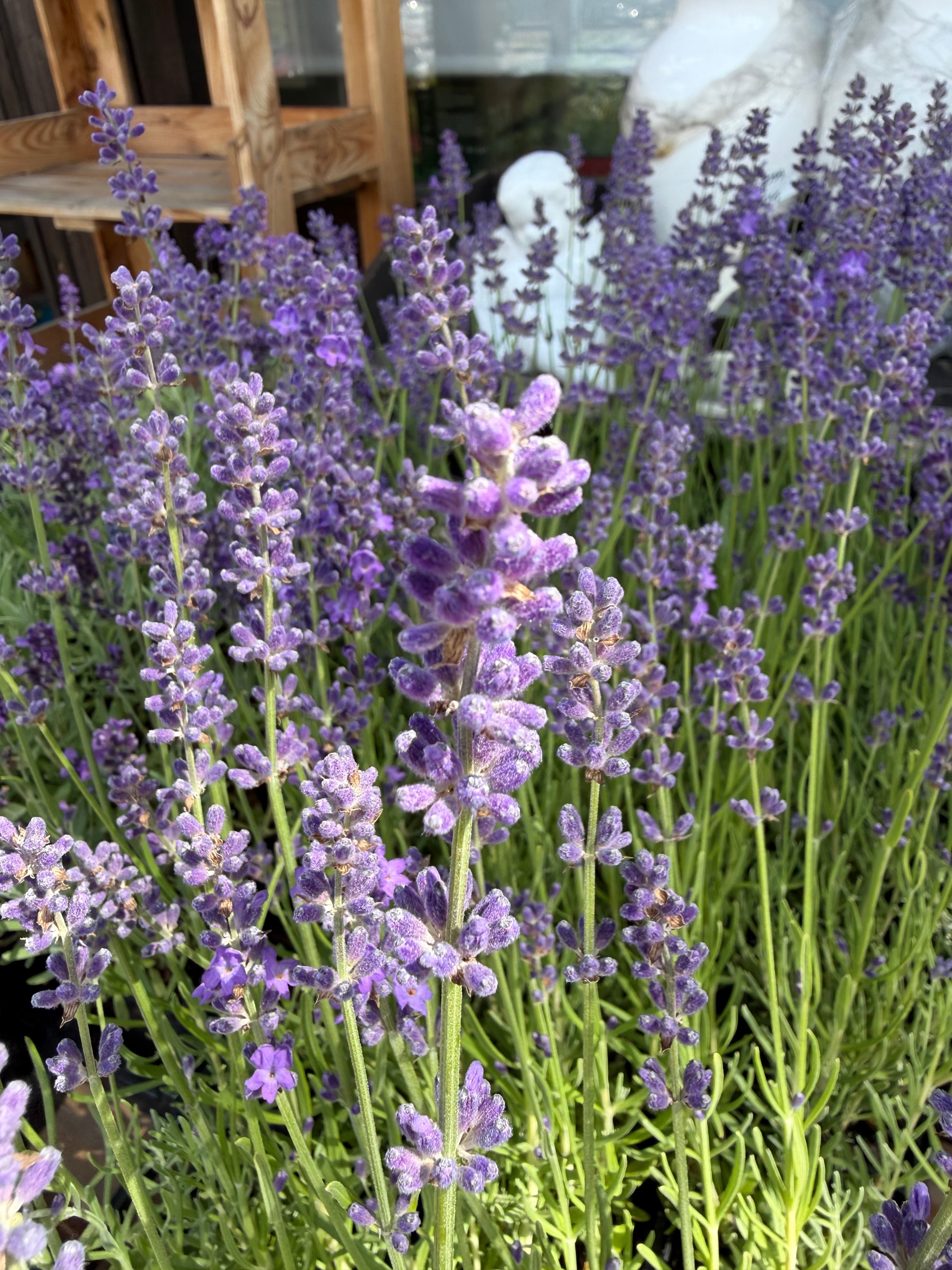 Lawenda wąskolistna ‘Angustifolia’