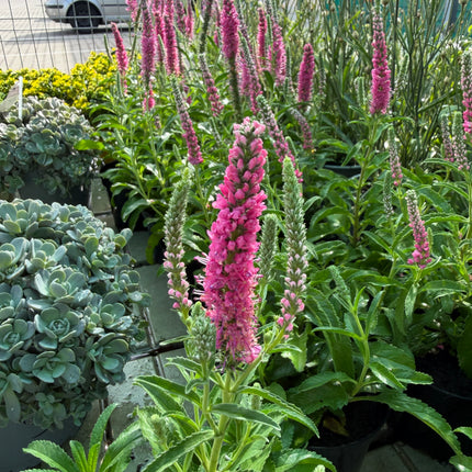 Przetacznik kłosowy różowy (Veronica spicata)