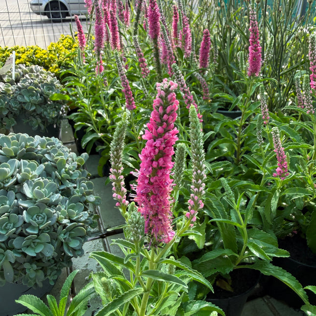 Przetacznik kłosowy różowy (Veronica spicata)