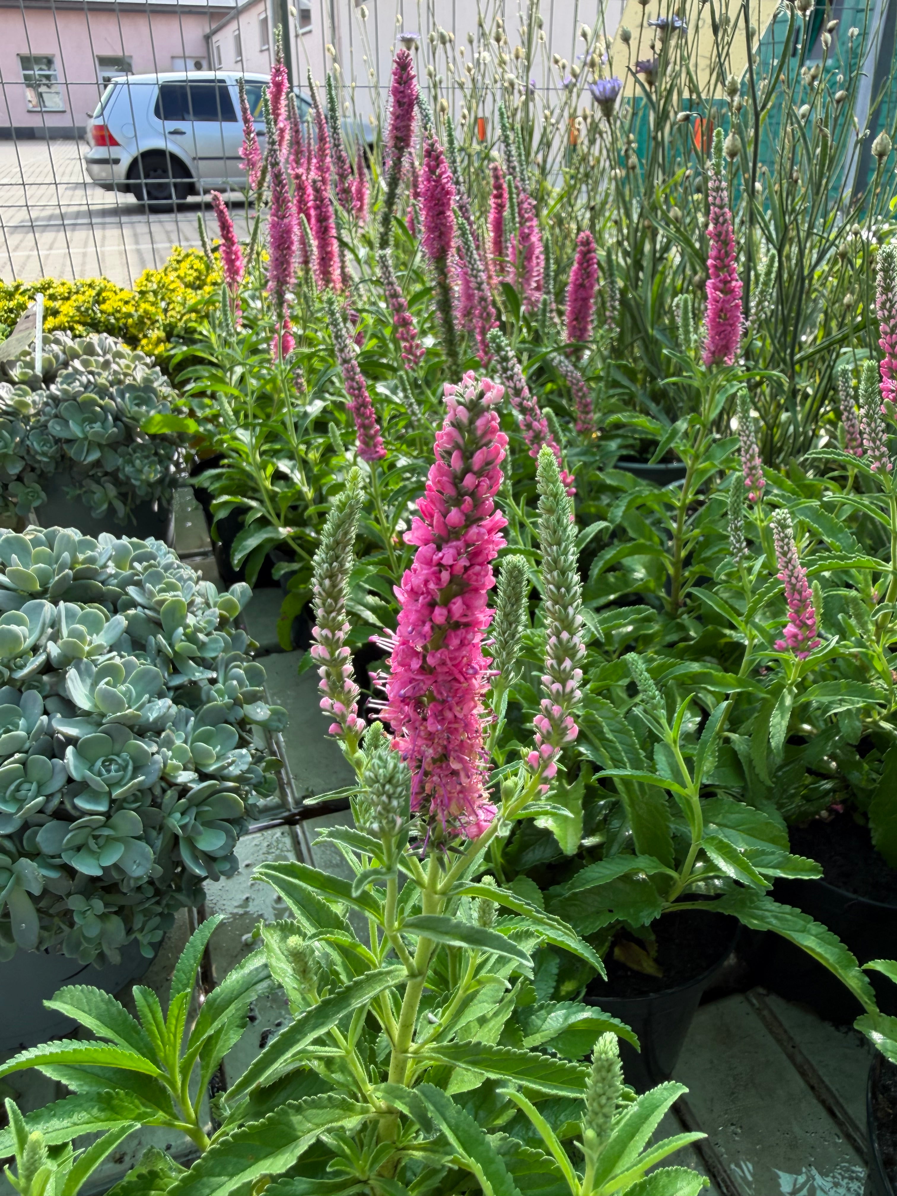 Przetacznik kłosowy różowy (Veronica spicata)