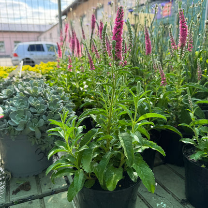 Przetacznik kłosowy różowy (Veronica spicata)