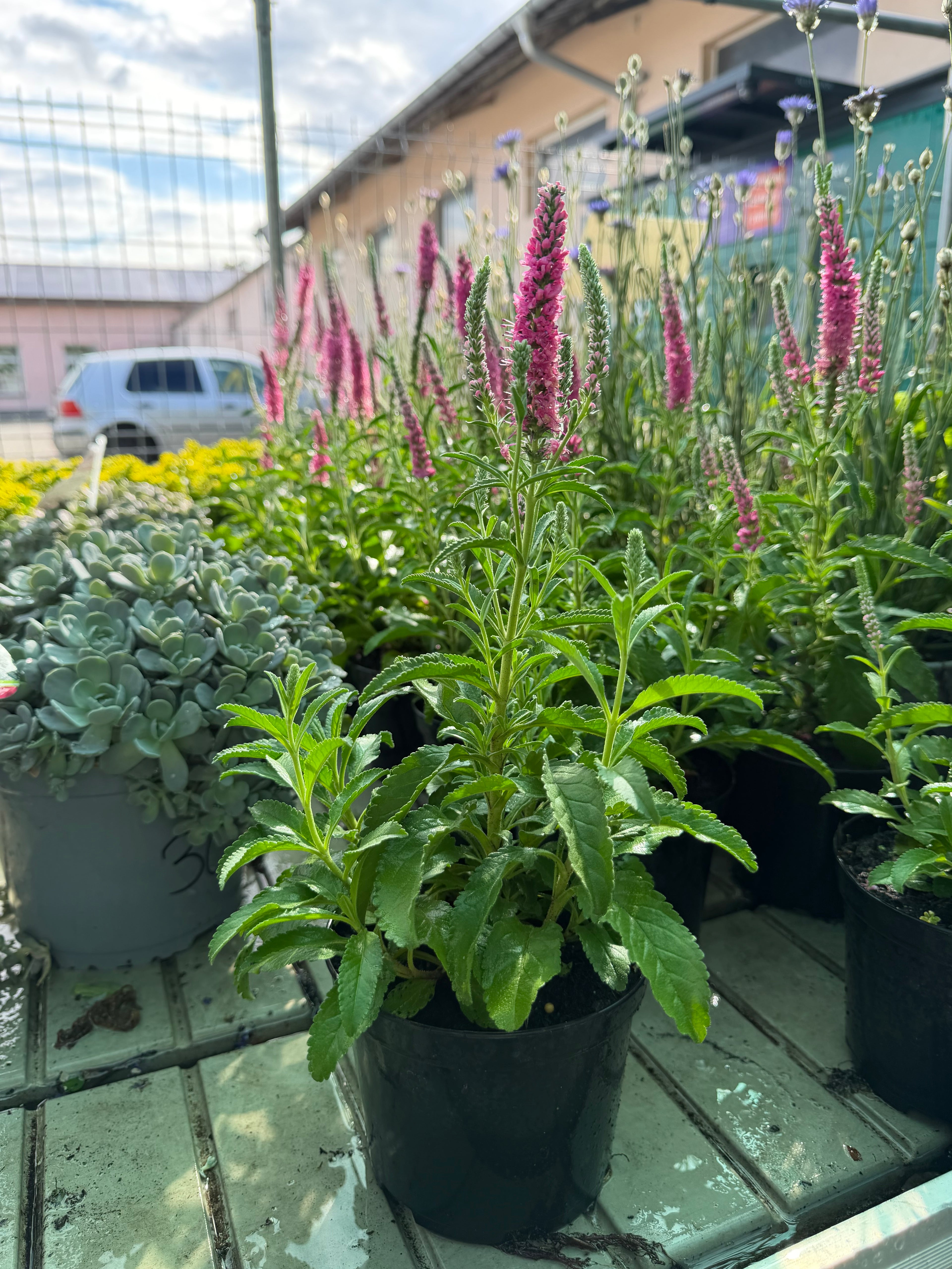 Przetacznik kłosowy różowy (Veronica spicata)
