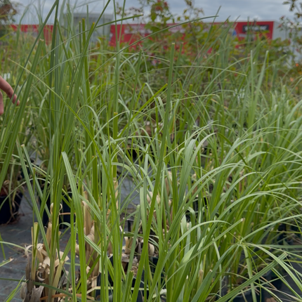 Trawa pampasowa ‘Pumila’ – Cortaderia selloana