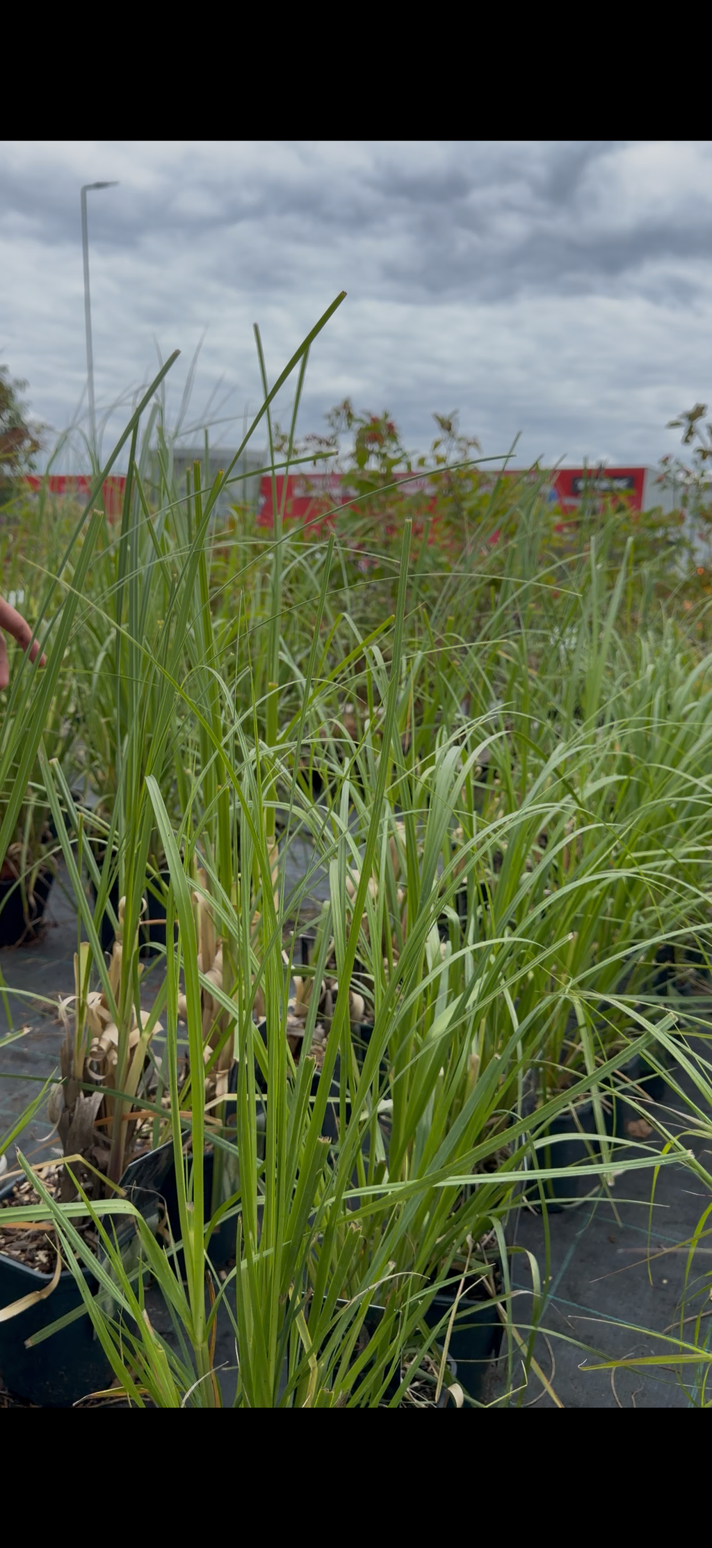 Trawa pampasowa ‘Pumila’ – Cortaderia selloana