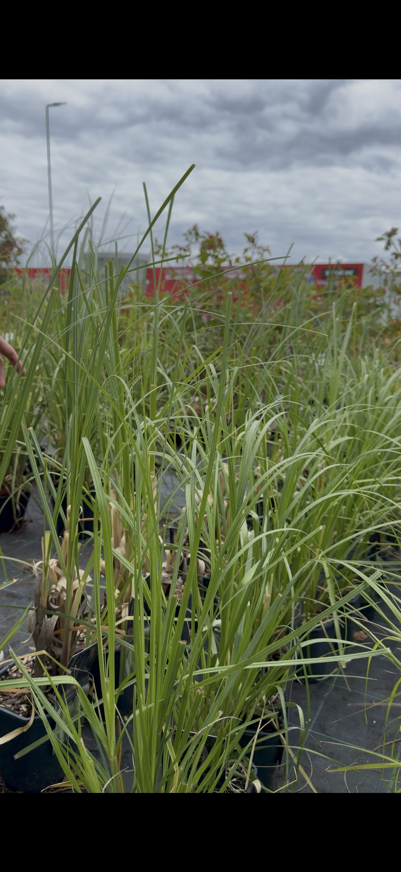 Trawa pampasowa ‘Pumila’ – Cortaderia selloana