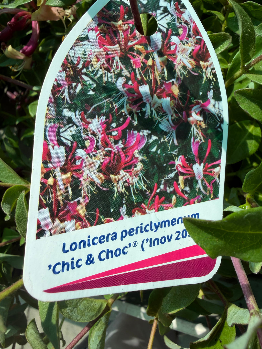 Wiciokrzew ‘Chic & Choc’  kompaktowy i pięknie pachnący