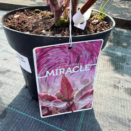 Dereń biały ‘Miracle’ kolorowy krzew ozdobny na żywopłot