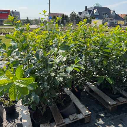 Laurowiśnia wschodnia ‘Novita’  zimozielona na żywopłot