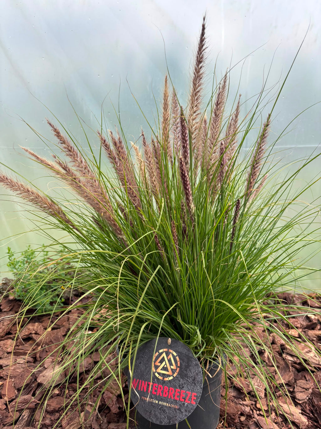 Rozplenica  ‘Winterbreeze’ 🌾