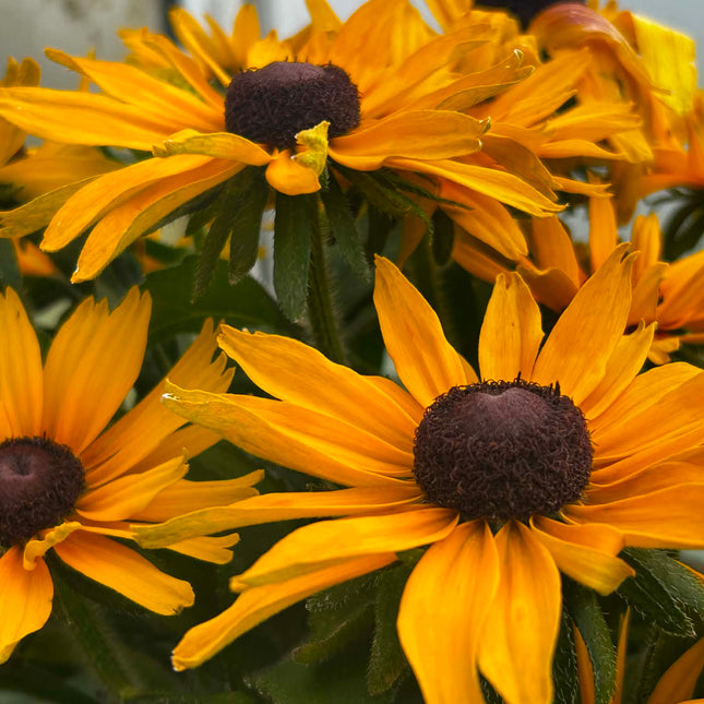 Rudbekia ‘SmileyZ Grace’ – Żółto-pomarańczowa | Długo Kwitnąca