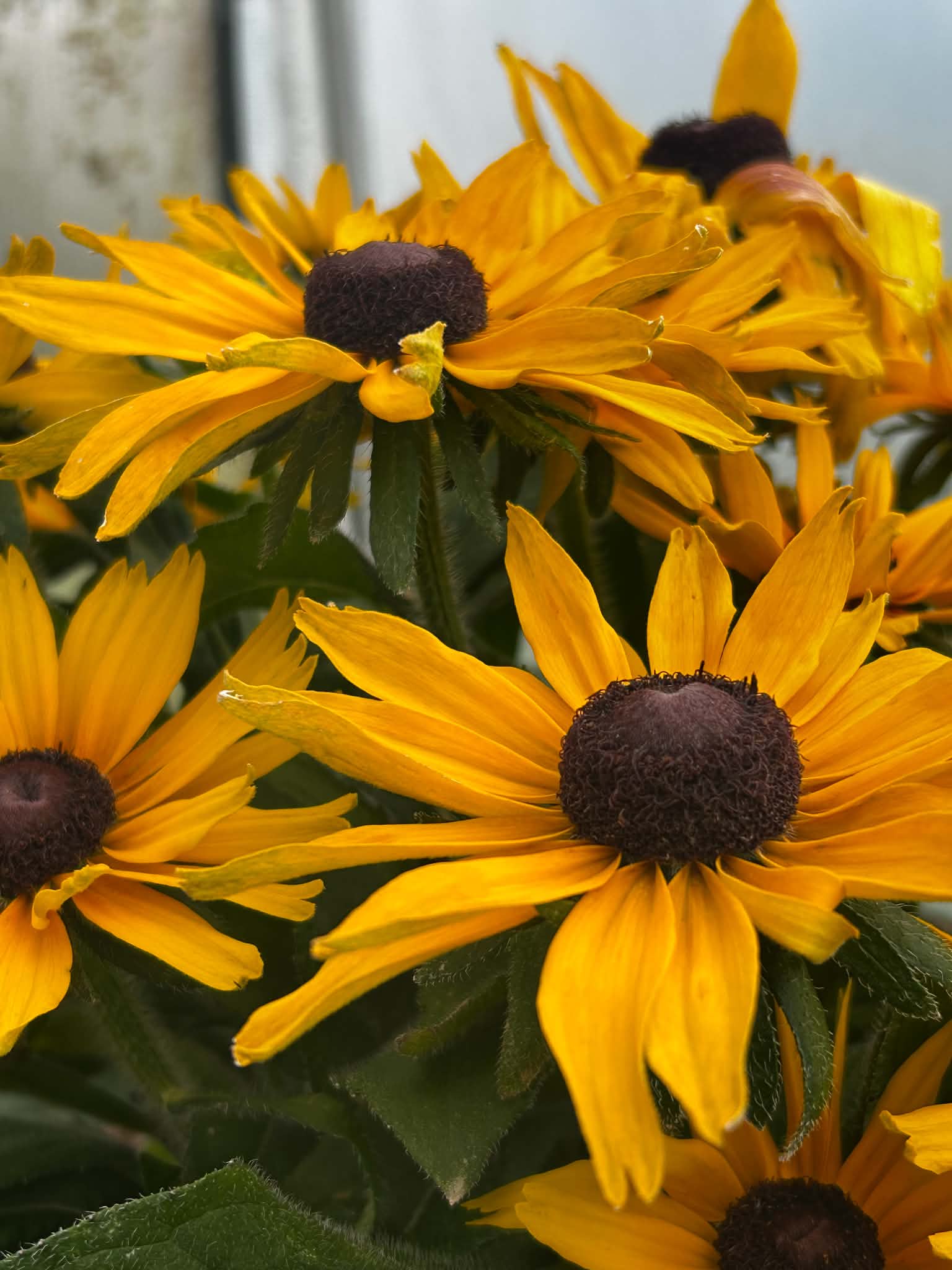 Rudbekia ‘SmileyZ Grace’ – Żółto-pomarańczowa | Długo Kwitnąca