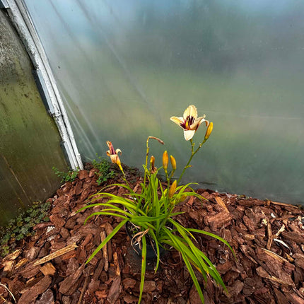Liliowiec Hemerocallis – Mix Kolorów | Wieloletnia Bylina