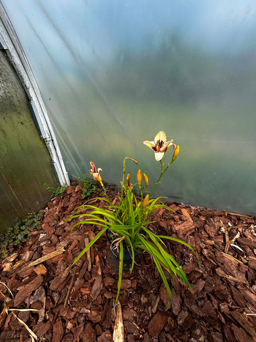 Liliowiec Hemerocallis – Mix Kolorów | Wieloletnia Bylina