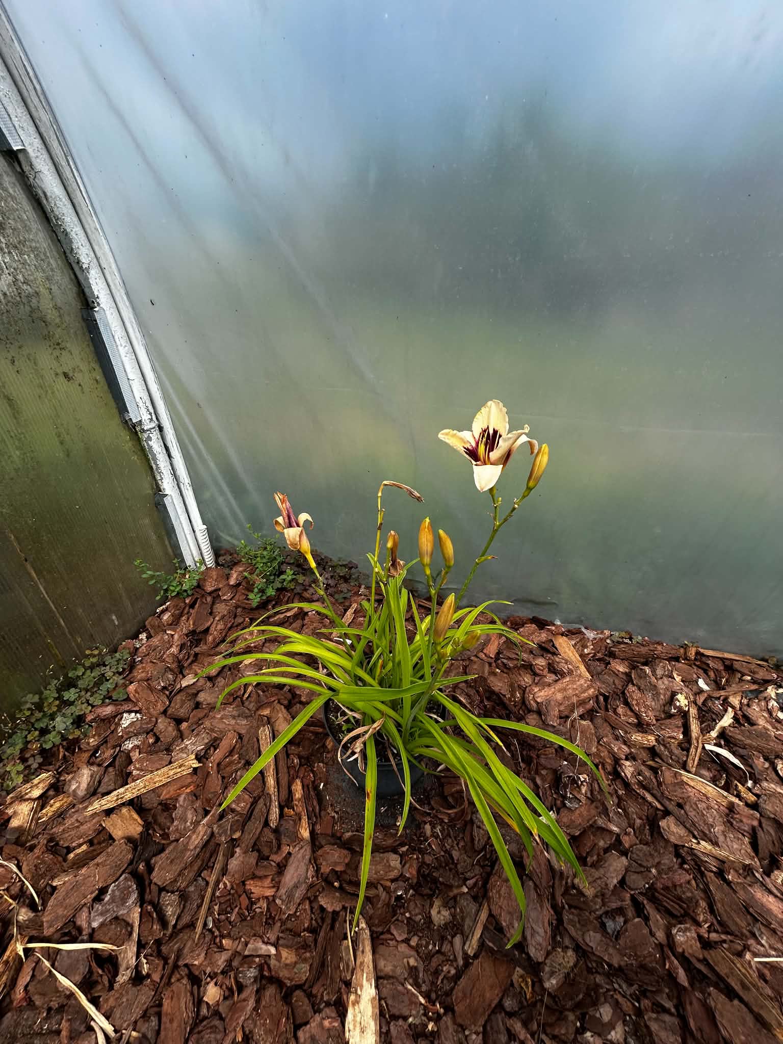 Liliowiec Hemerocallis – Mix Kolorów | Wieloletnia Bylina