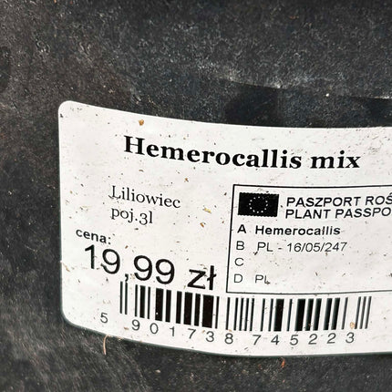 Liliowiec Hemerocallis – Mix Kolorów | Wieloletnia Bylina
