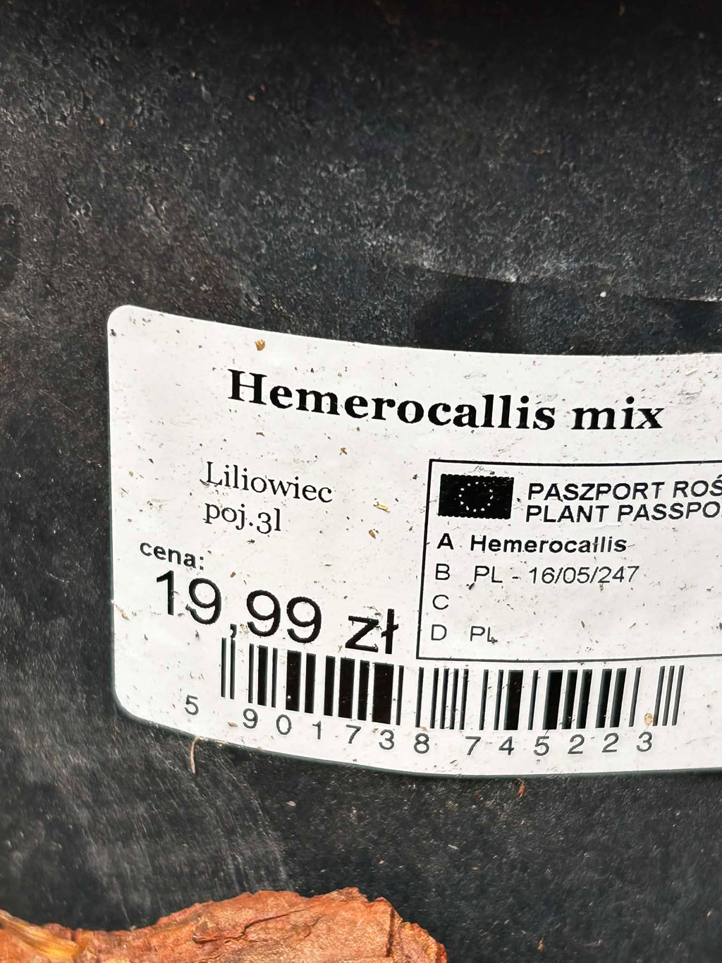Liliowiec Hemerocallis – Mix Kolorów | Wieloletnia Bylina