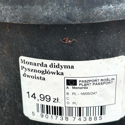 Pysznogłówka dwoista Monarda  | Wieloletnia Bylina