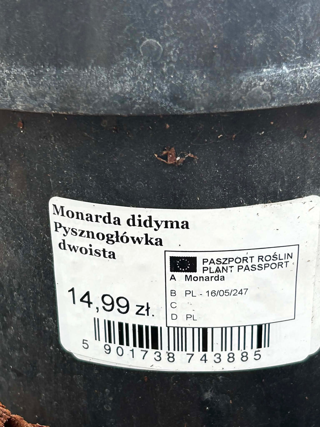 Pysznogłówka dwoista Monarda  | Wieloletnia Bylina