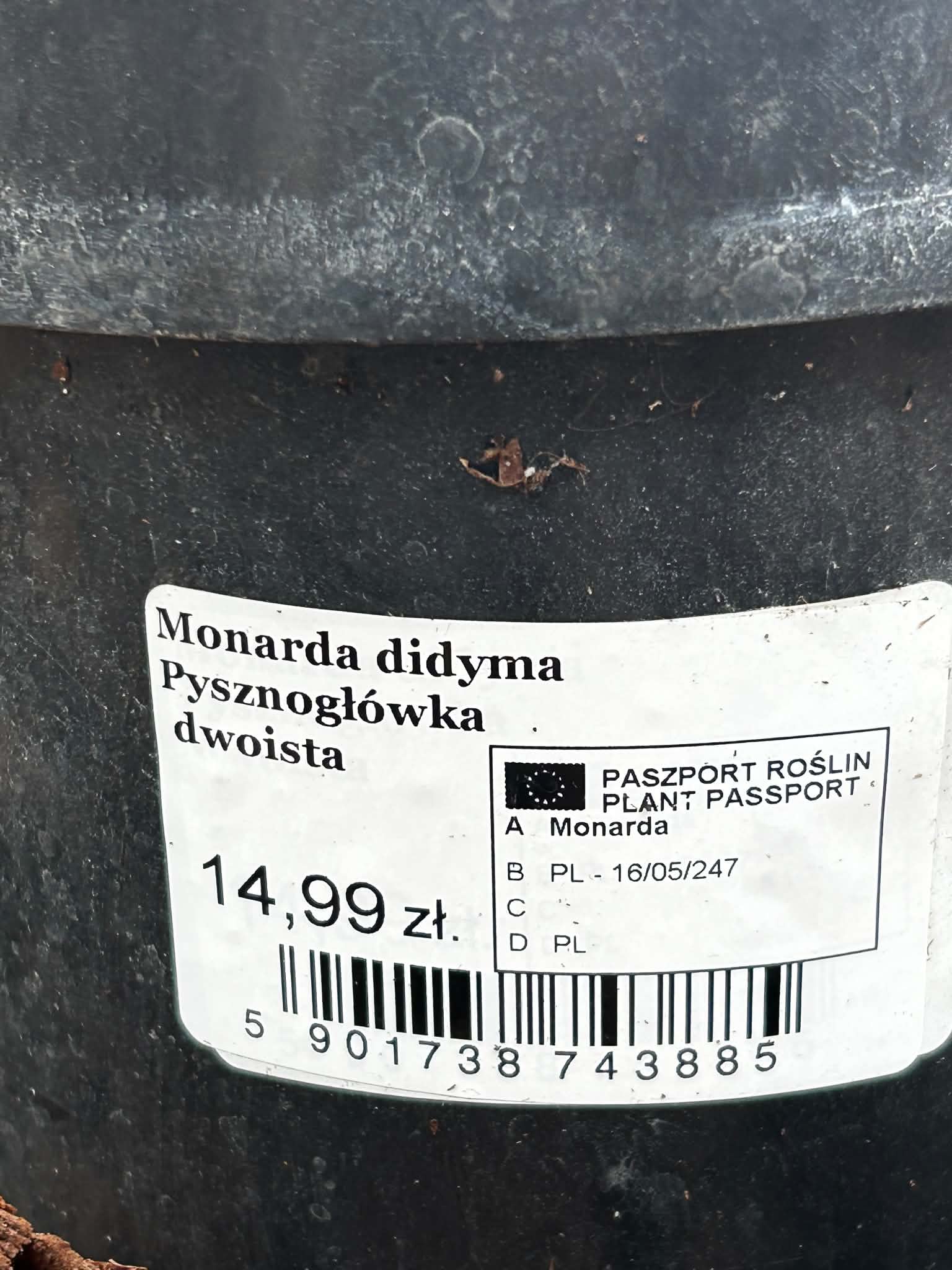 Pysznogłówka dwoista Monarda  | Wieloletnia Bylina