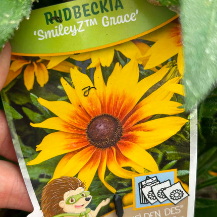Rudbekia ‘SmileyZ Grace’ – Żółto-pomarańczowa | Długo Kwitnąca